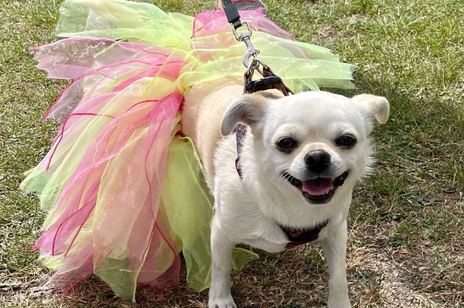 Dog dressed up for fostering event at Shipley Park 2025